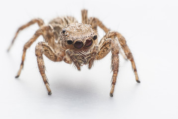 jumping spider