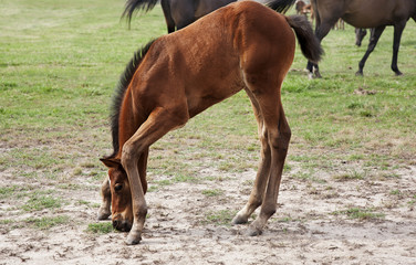 Thoroughbred baby foal