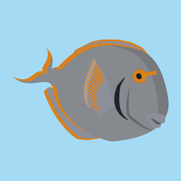 Gray Fish Isolated On Blue Background