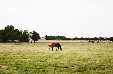 Naklejka premium Chestnut thoroughbred mare and her filly
