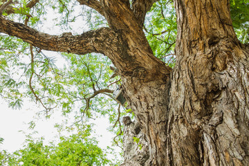 Obraz premium texture of Tree