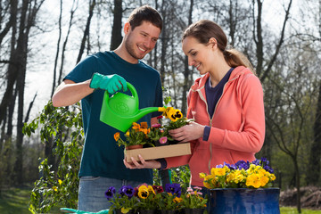 Couple watering pansy flowers