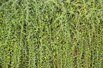 fresh green  plant background