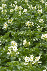 Champ de pomme de terre en fleur