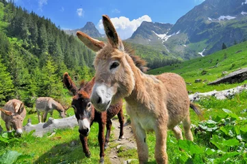 Muurstickers Bergdallandschap met ezels © Dan