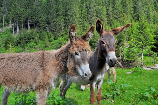Pair of donkeys on the high mountains