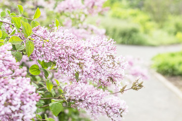 Obraz premium lilac branch next to a park path
