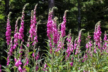 Obraz premium Fingerhut, foxgloves for alternative medicine