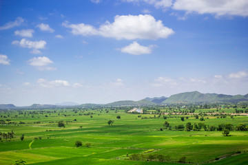 Fototapeta na wymiar Natural rice field and blue sky at the rural of Thailand.