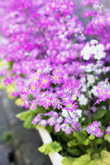 Beautiful purple flowers in garden