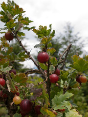 The picture of the gooseberry