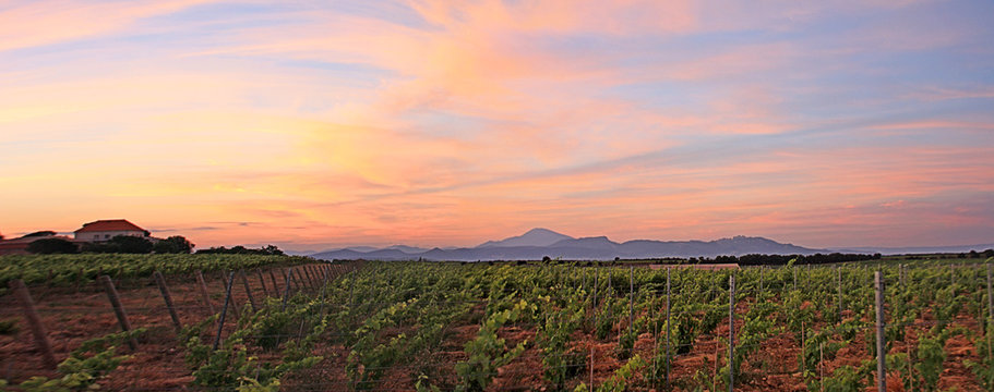 France - Sainte C&eacute;cile les Vignes