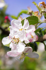 Blooming apple flowers