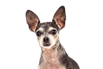 Closeup portrait of cute chihuahua dog