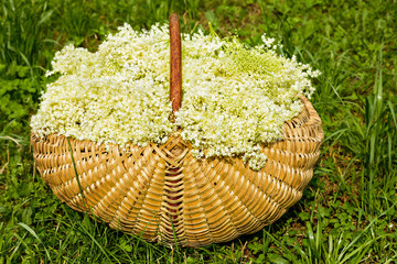 Fresh harvested elderflowers in wicker basket outside