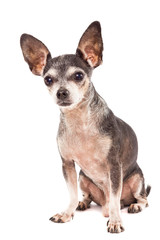 Closeup portrait of cute chihuahua dog