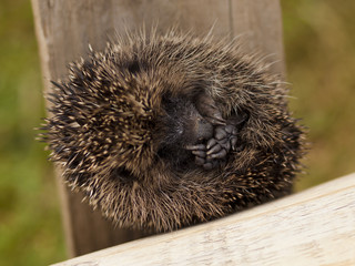 eingerollter Igel
