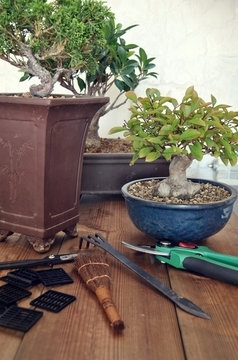 bonsai with tools