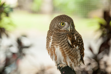owl