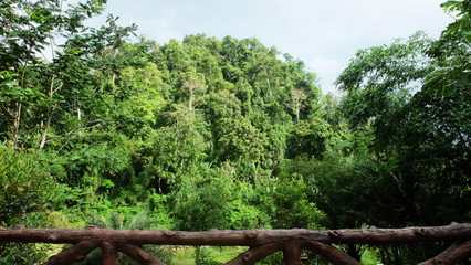 Tropical Rainforest Landscape, Thailand