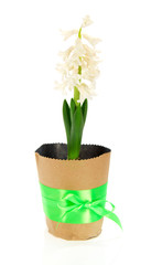 Pot with a hyacinth, decorated bow