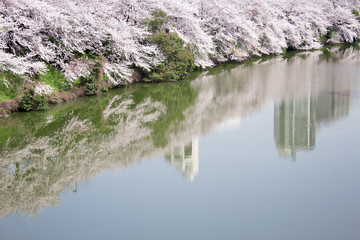 Obraz na płótnie Canvas お堀と桜