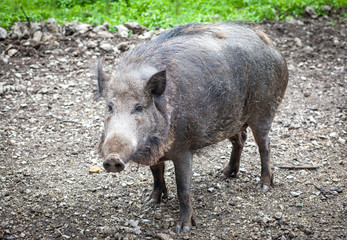 Wild boar