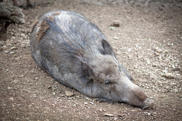 Wild boar