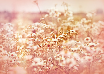 Soft focus om meadow flowers - daisy