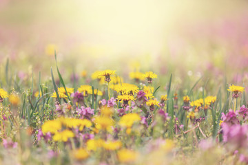 Fototapeta premium Dandelion