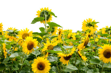 Sonnenblumen, freigestellt vor weißem Hintergrund :)
