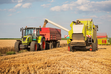 Fototapeta premium Combine harvesting wheat