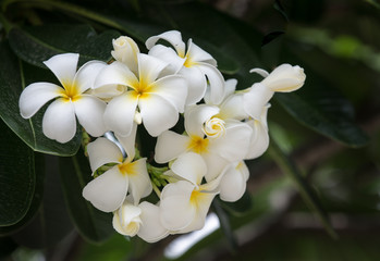 Fototapeta na wymiar white Plumeria flower in Thailand