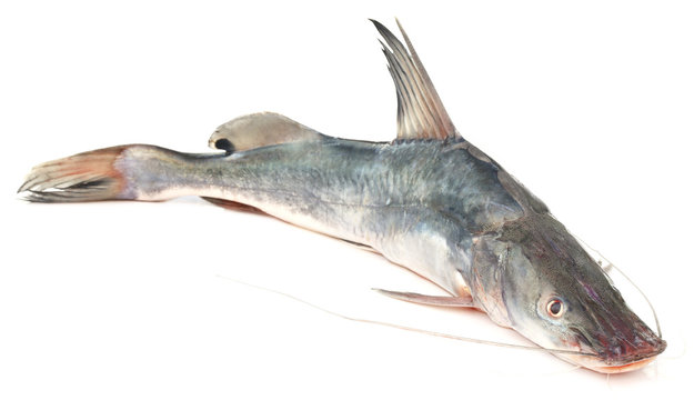 Long-whiskered catfish