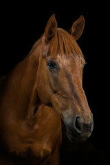 Obraz premium Kasztanowy Koń