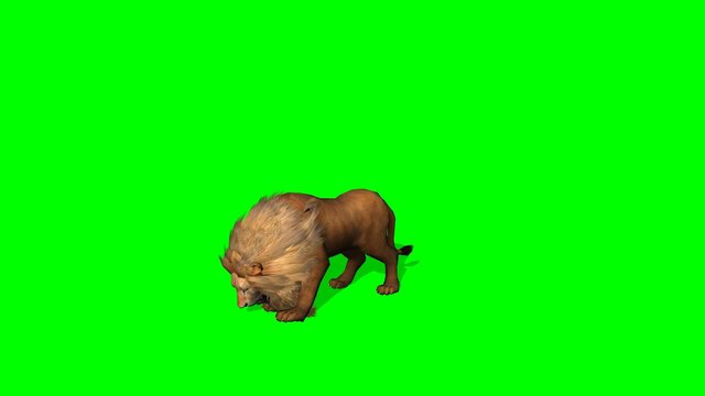 lion attack on green screen