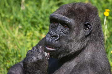 Naklejka premium Deep Thought