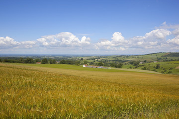 golden barley field landscape