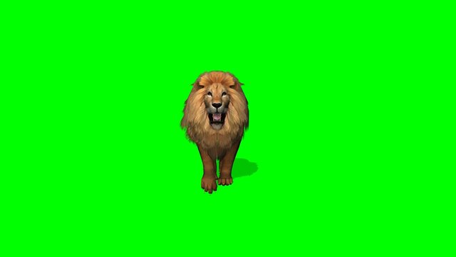 lion walks on green screen