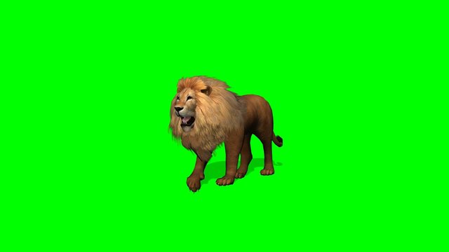 lion walks on green screen
