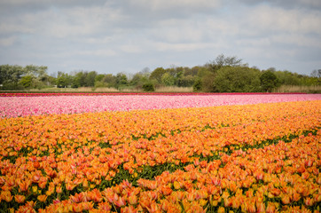 Tulips in a field