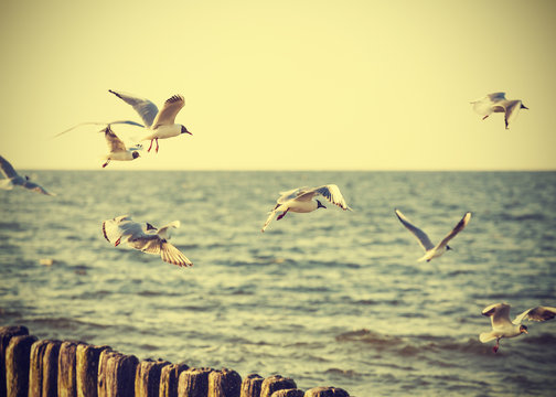 Filtered Vintage Retro Styled birds on the sea.