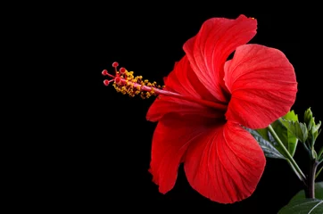 Photo sur Plexiglas Fleurs Hibiscus flower