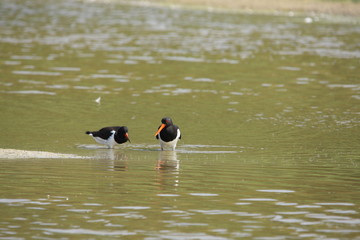 Huîtrier pie (Haematopus ostralegus)