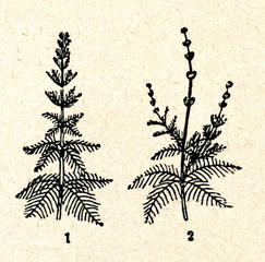 Myriophyllum verticillatum (1) and spicatum (2)