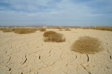 Egyptian Desert