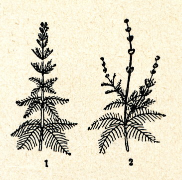 Myriophyllum verticillatum (1) and spicatum (2)