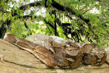 Pythons lay curled up in a tree in the rainforest.