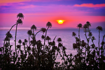 plants silhouettes at sunset near sea