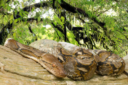 Pythons lay curled up in a tree in the rainforest.